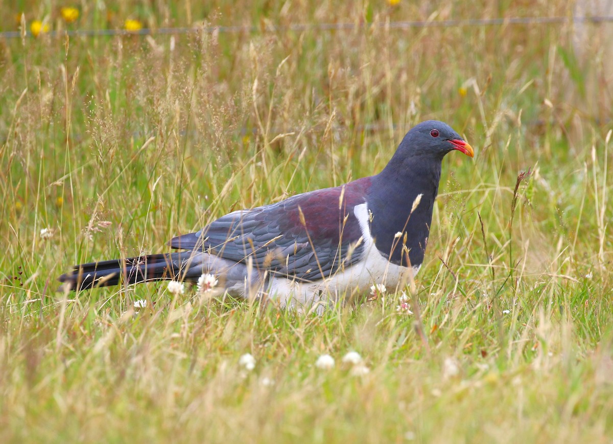 Chatham Island Pigeon - sean clancy