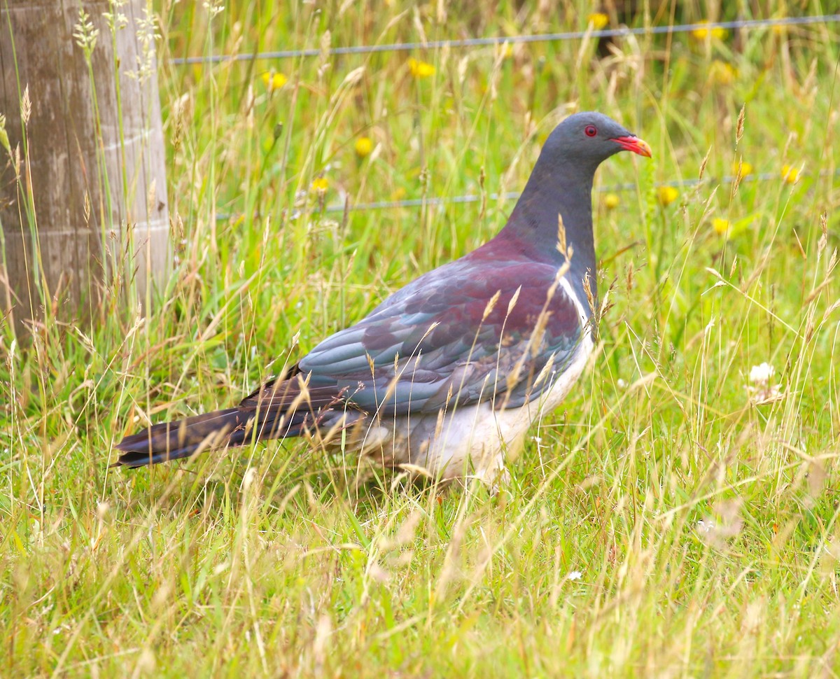 Chatham Island Pigeon - sean clancy