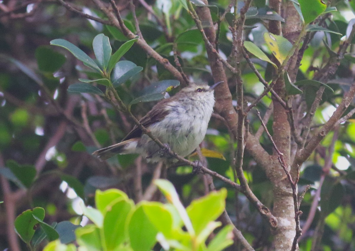 Chatham Island Gerygone - ML616060775