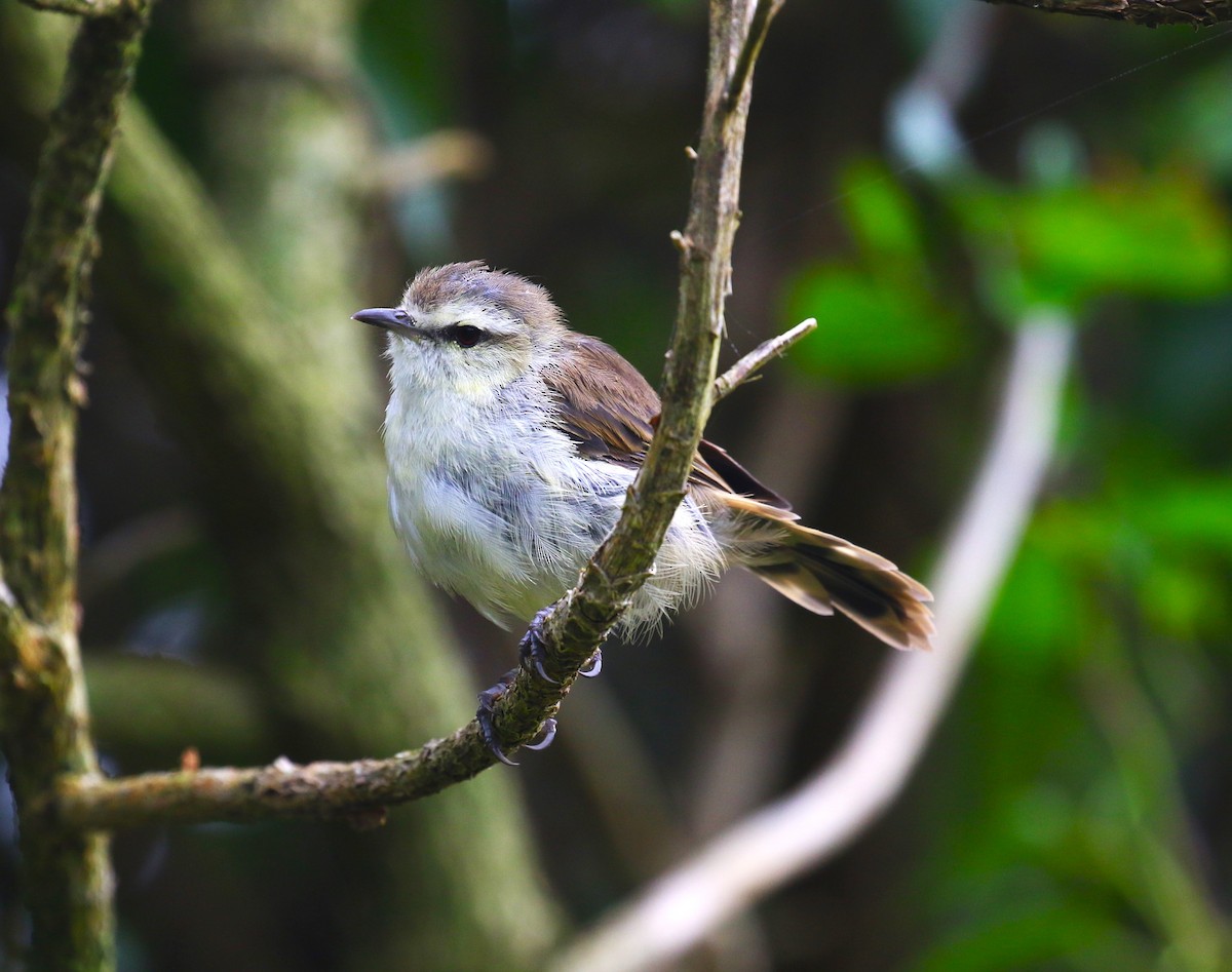 Chatham Island Gerygone - ML616060776