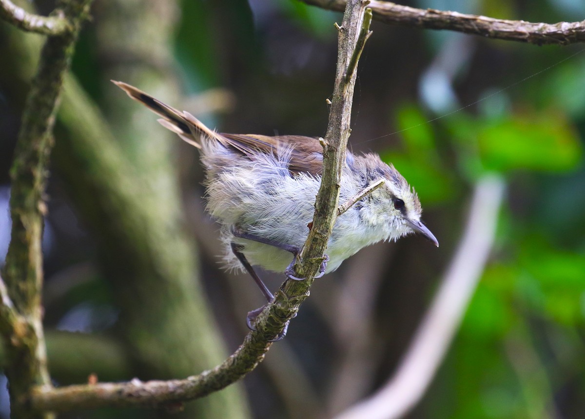 Chatham Island Gerygone - ML616060777