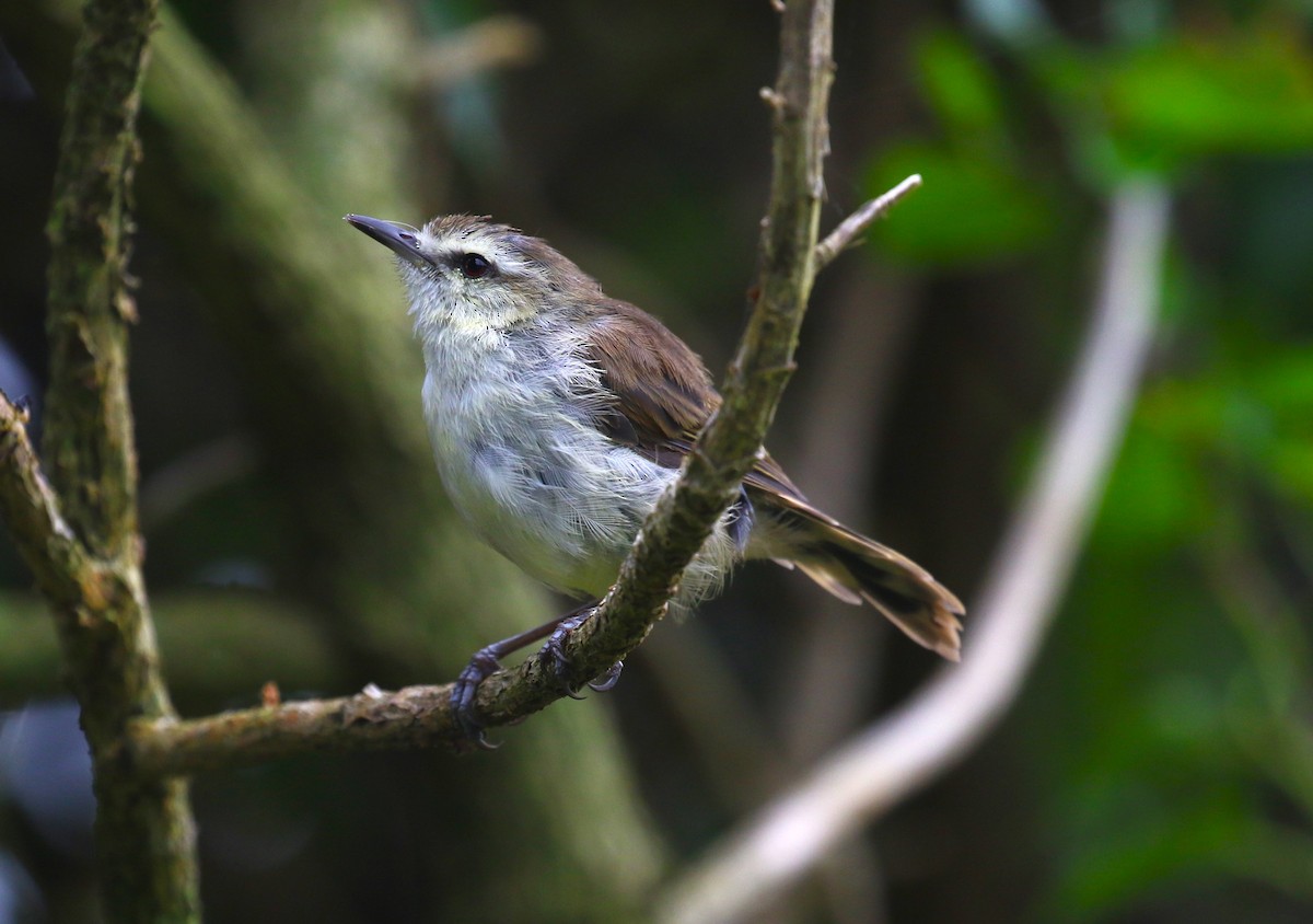 Chatham Island Gerygone - ML616060778