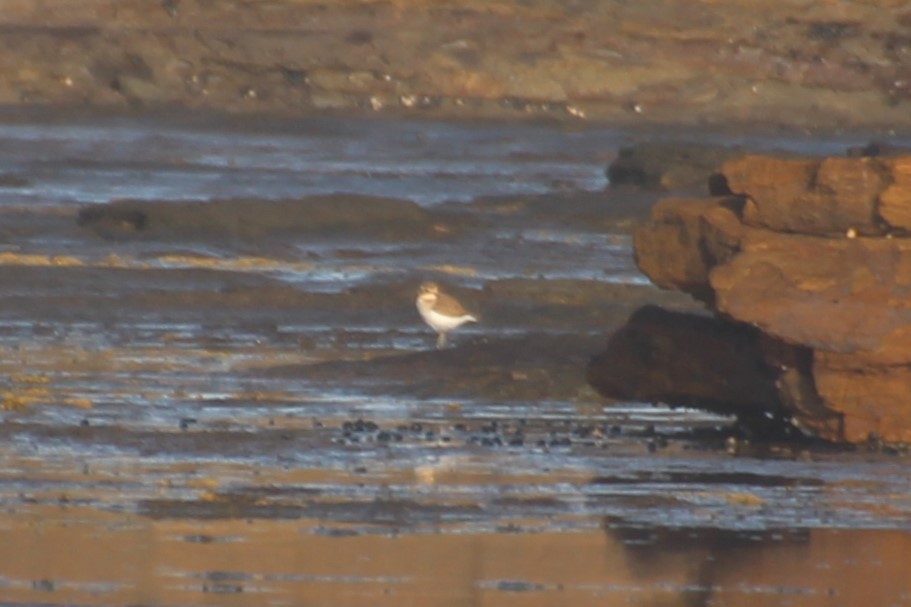 Double-banded Plover - Michael Shearston