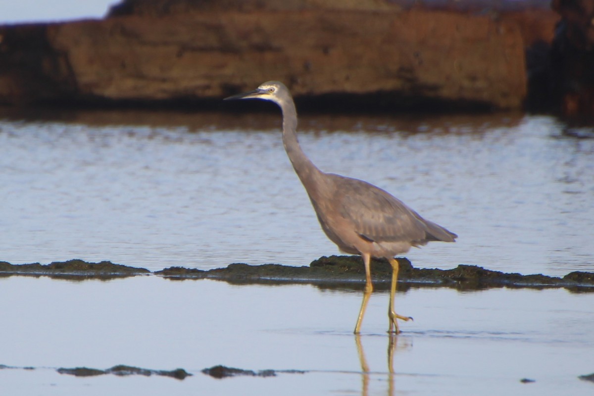 White-faced Heron - ML616060801