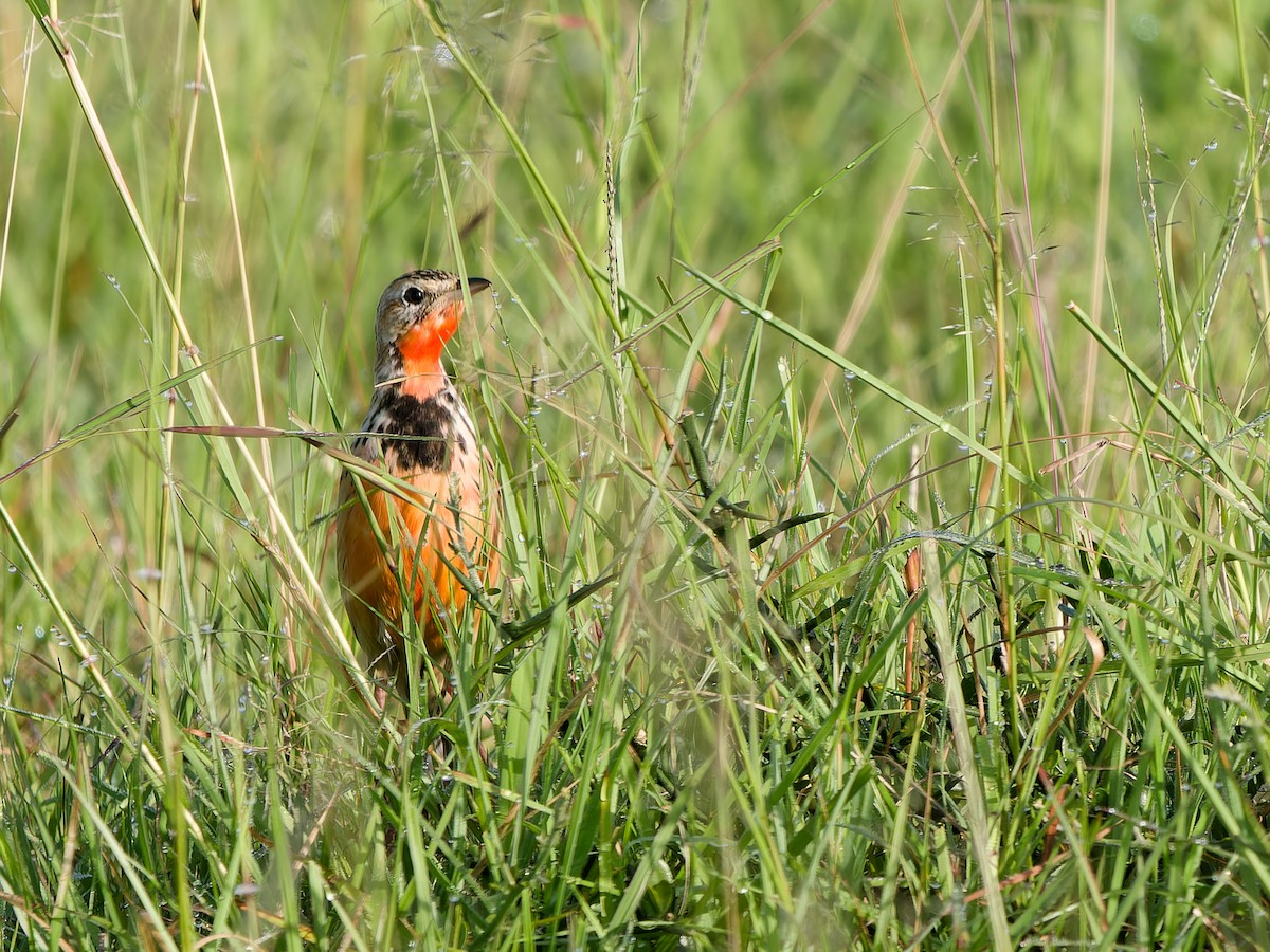 Rosy-throated Longclaw - ML616060810