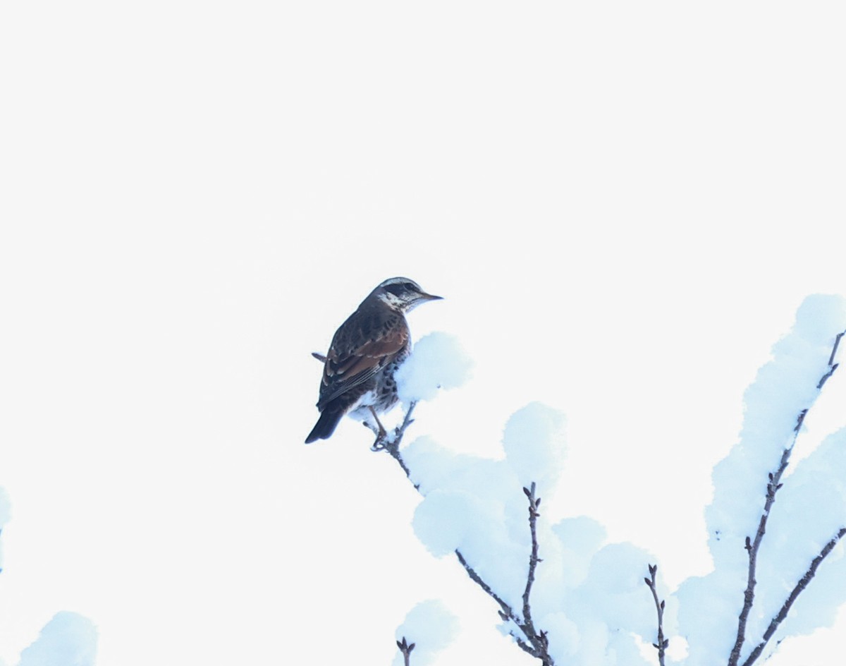 Dusky Thrush - ML616060819
