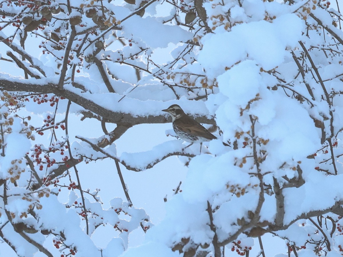 Dusky Thrush - ML616060820