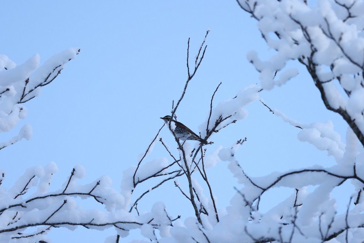 Dusky Thrush - ML616060821