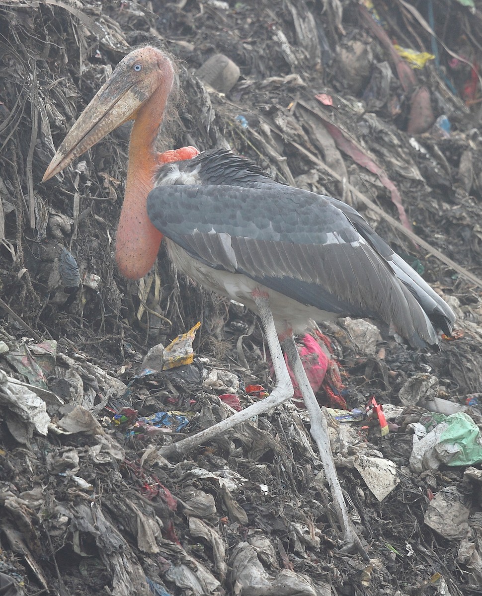 Greater Adjutant - ML616060905