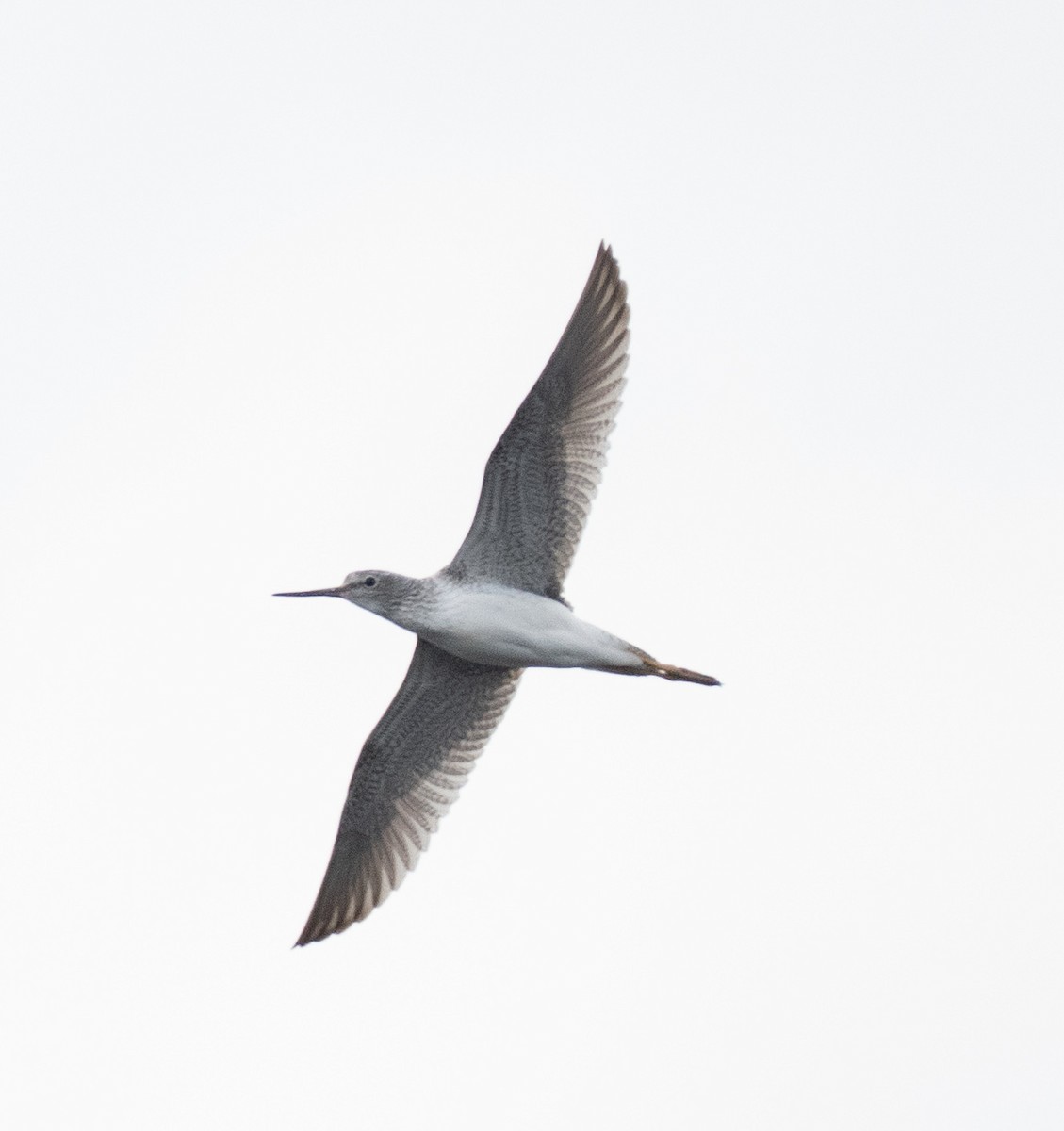 Greater Yellowlegs - ML616060908