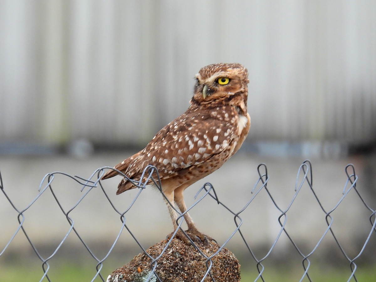Burrowing Owl (guadeloupensis Group) - ML616061011