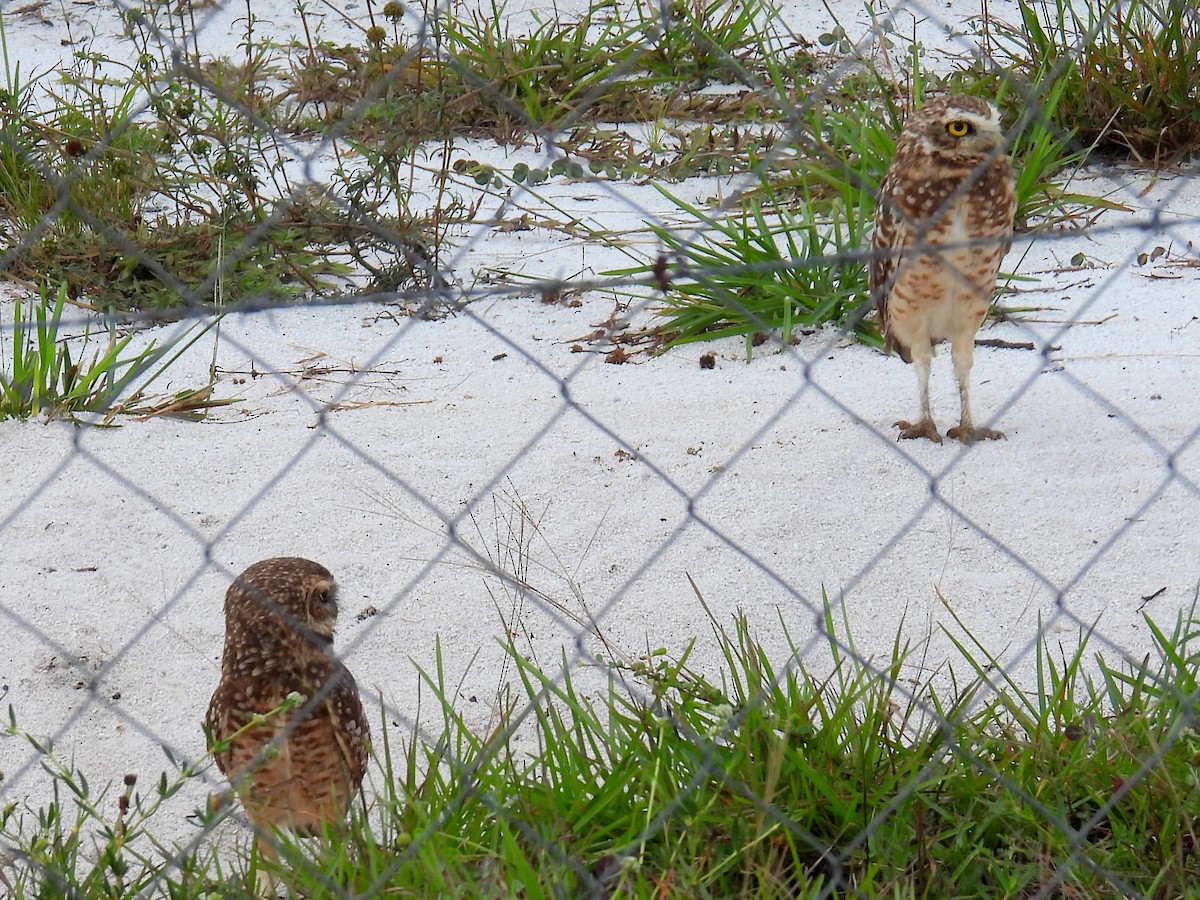Burrowing Owl (guadeloupensis Group) - ML616061012