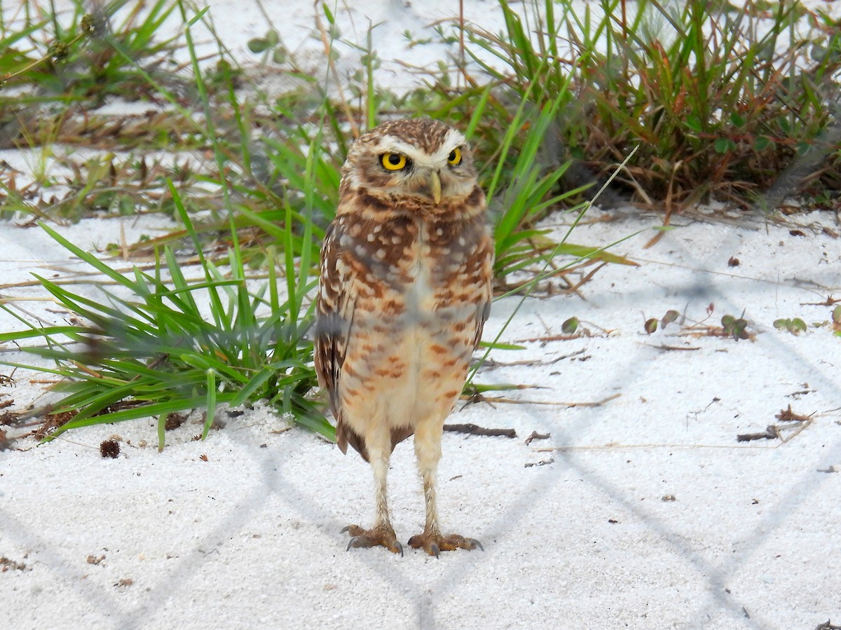 Burrowing Owl (guadeloupensis Group) - ML616061013