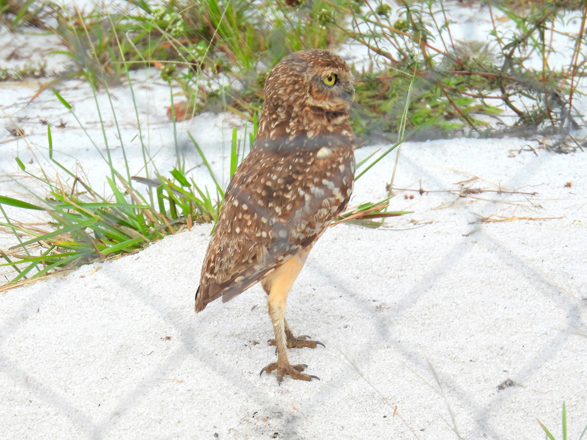 Burrowing Owl (guadeloupensis Group) - ML616061014