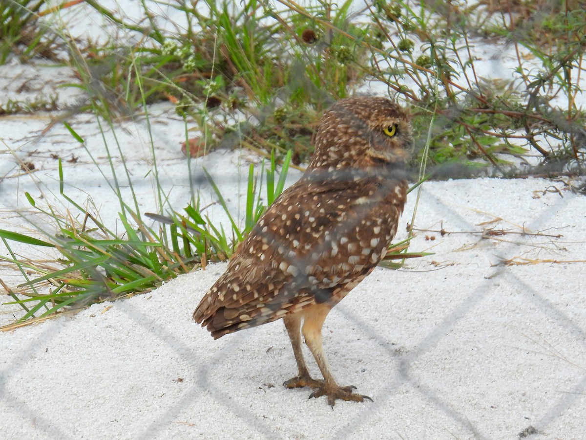 Burrowing Owl (guadeloupensis Group) - bob butler