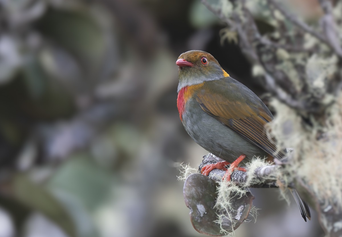 Cotinga cordon-rouge - ML616061019