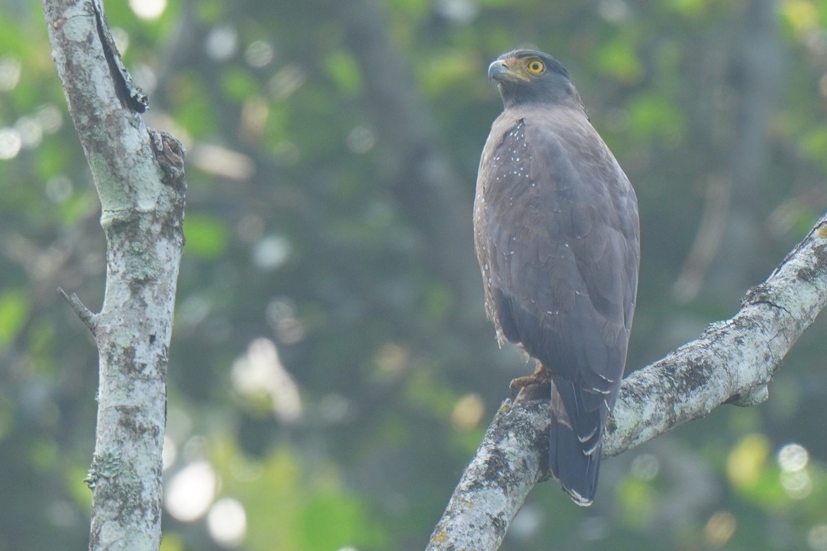 Schlangenadler - ML616061066