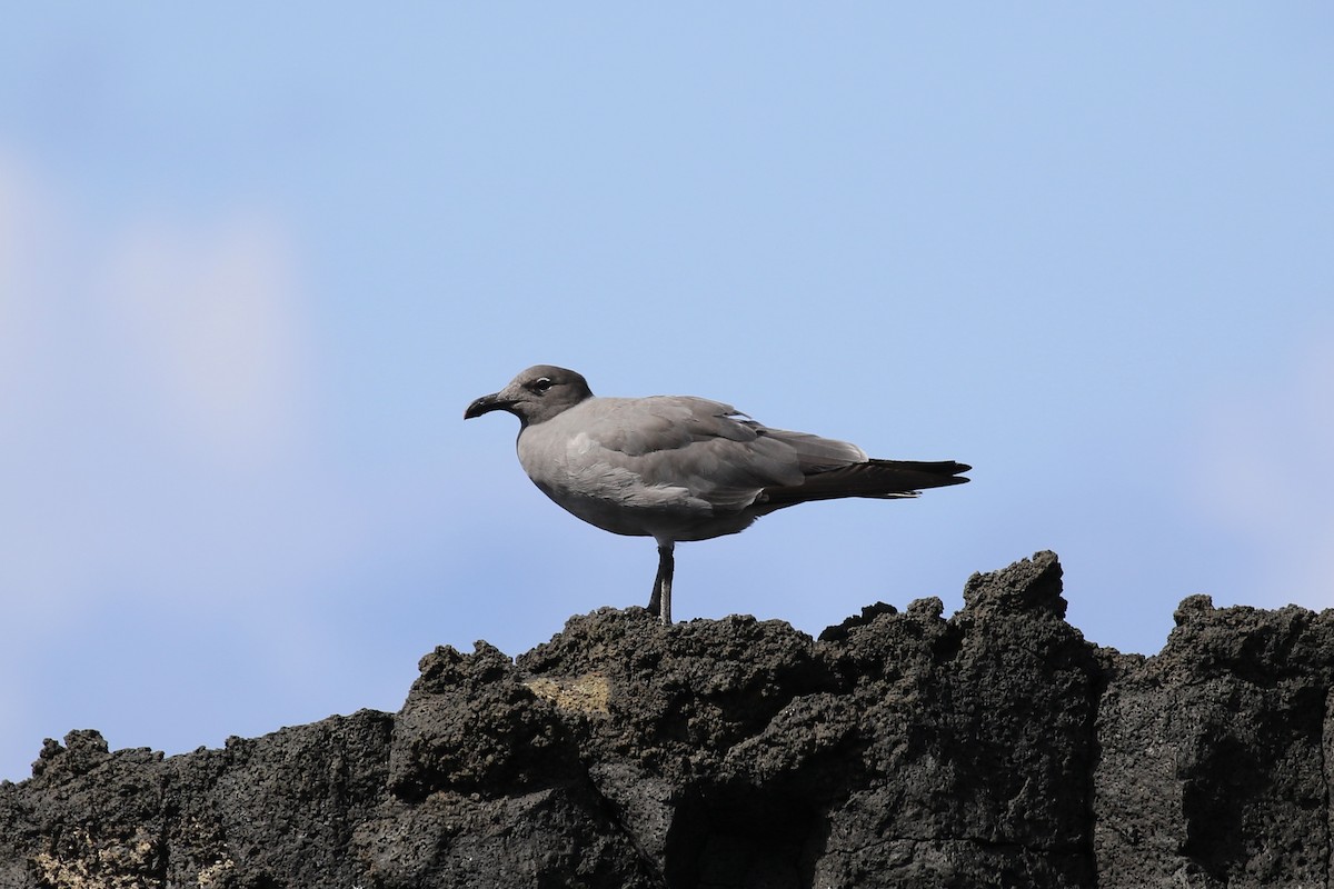 Mouette obscure - ML616061081