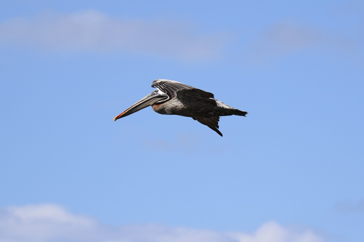 pelikán hnědý (ssp. urinator) - ML616061084