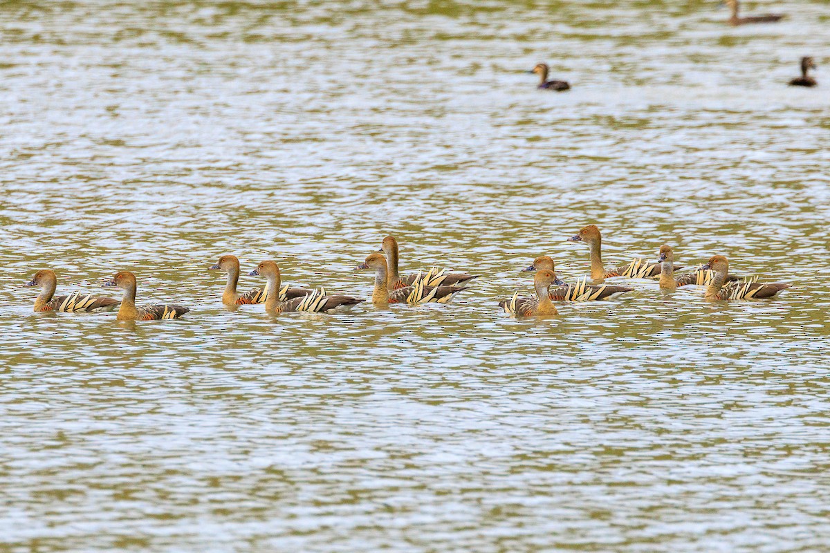 Plumed Whistling-Duck - ML616061130