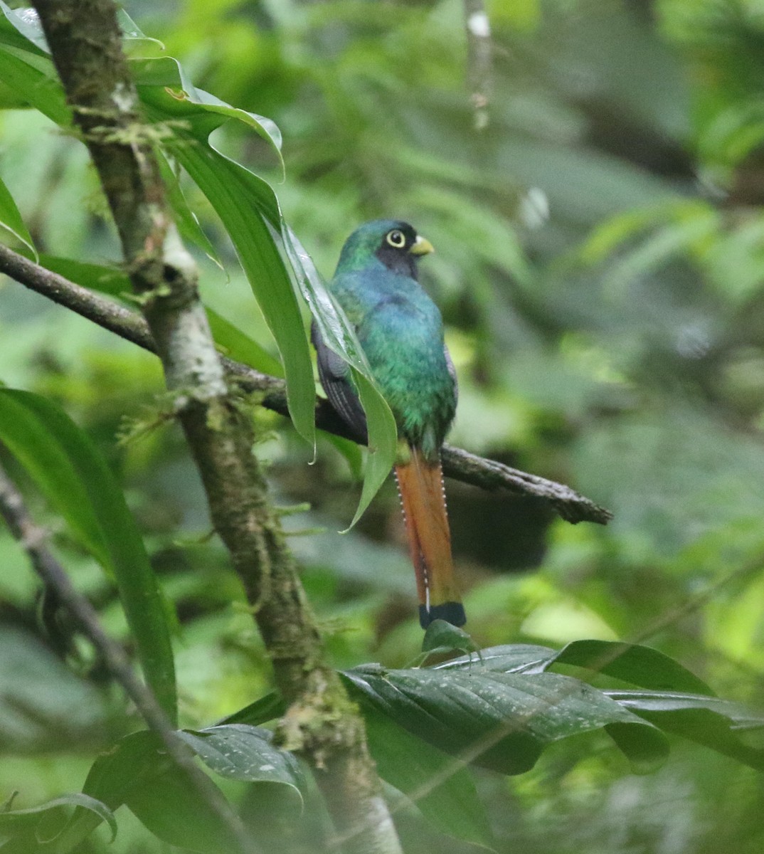 Amazonian Black-throated Trogon - Andrew Vallely