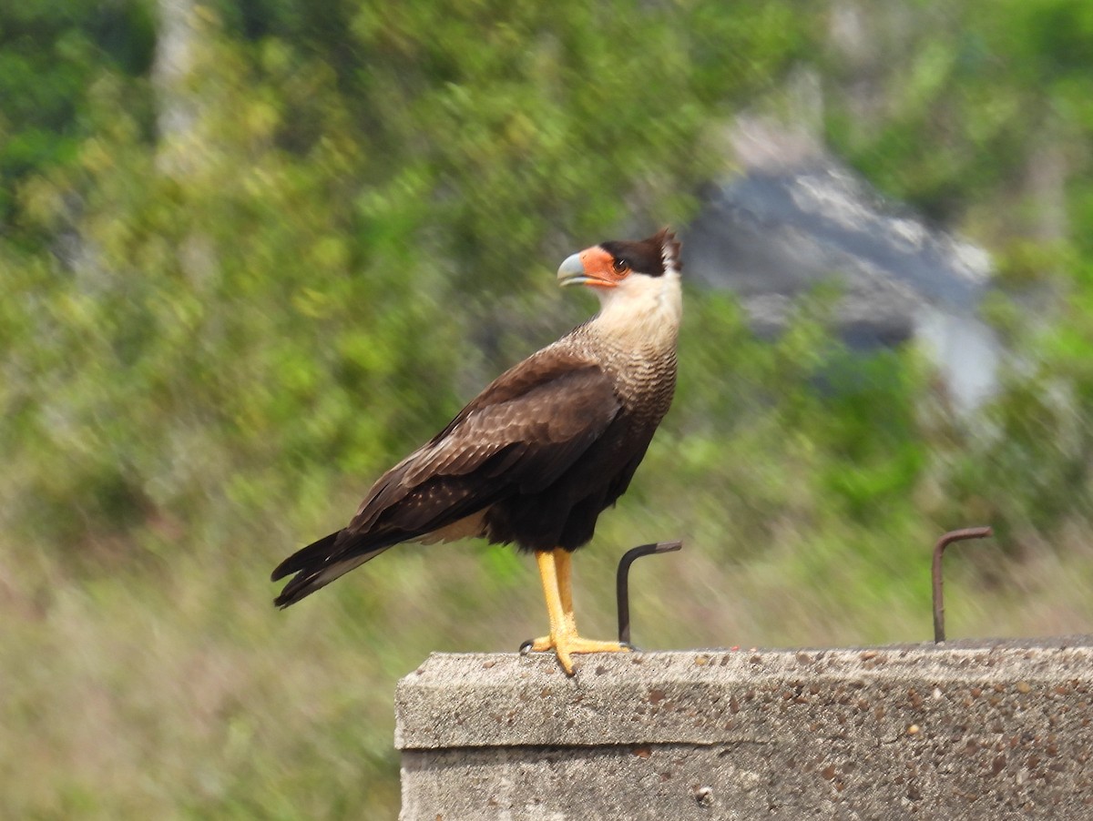 Crested Caracara (Northern) - bob butler