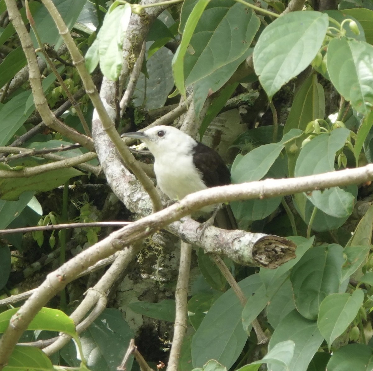 White-headed Wren - ML616061200