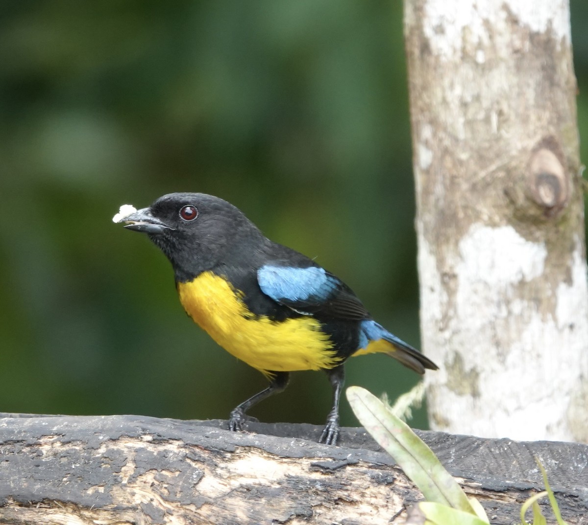 Black-and-gold Tanager - deidre asbjorn