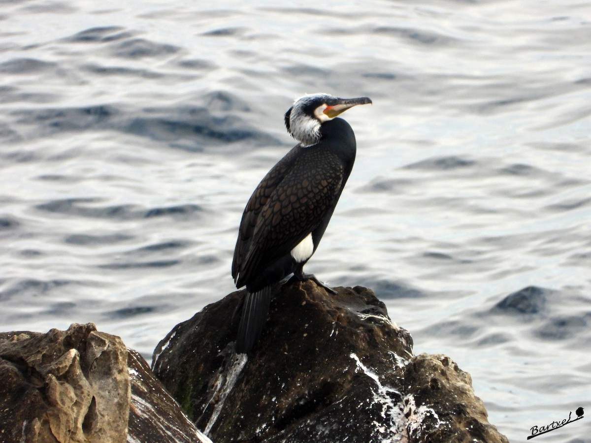 Great Cormorant - ML616061287