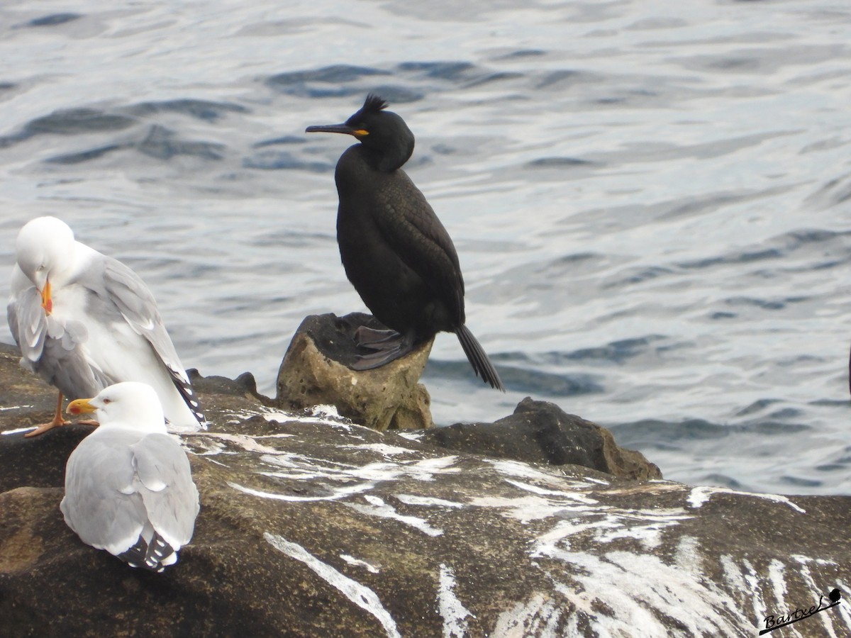 Cormorán Moñudo - ML616061293