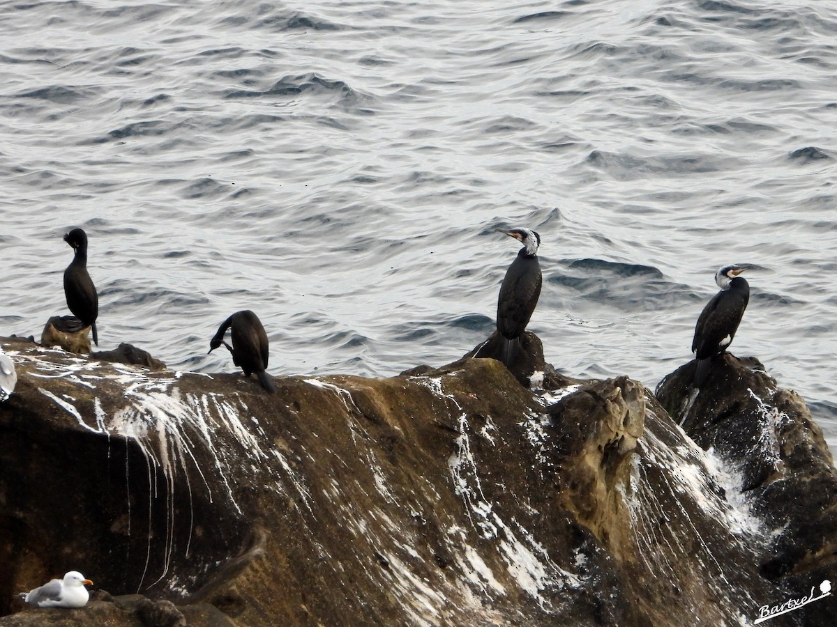 Cormorán Moñudo - ML616061295