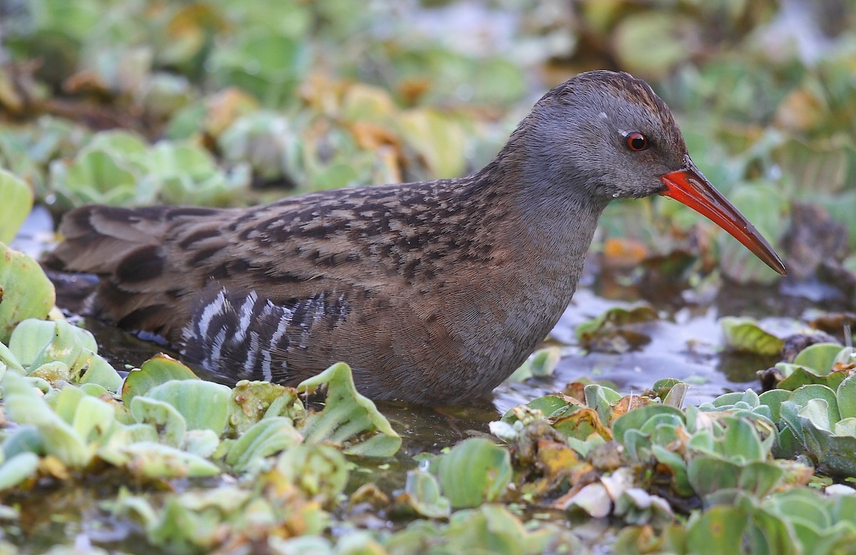 Water Rail - ML616061359