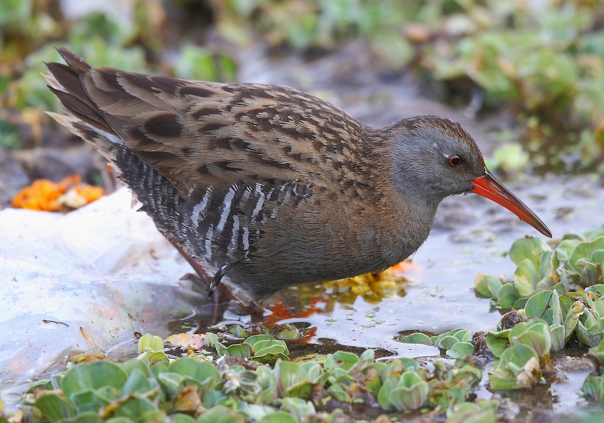 Water Rail - ML616061360