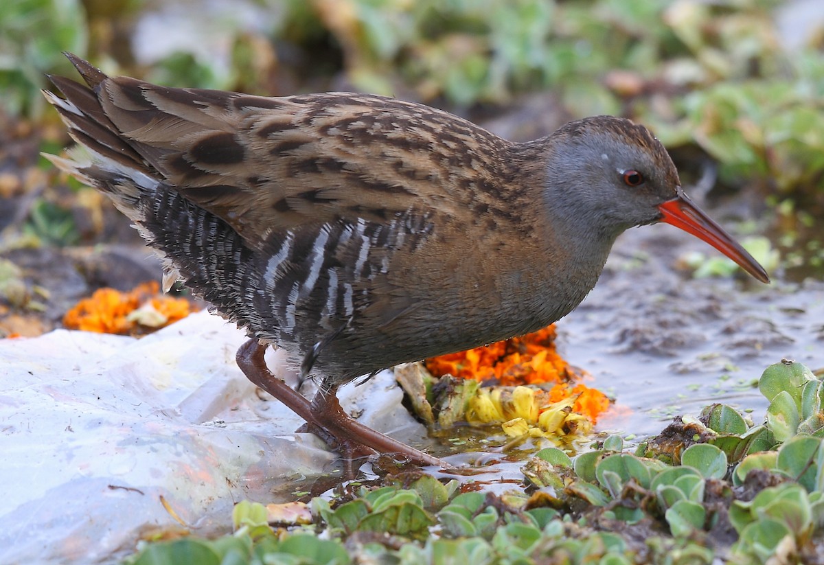 Water Rail - ML616061361