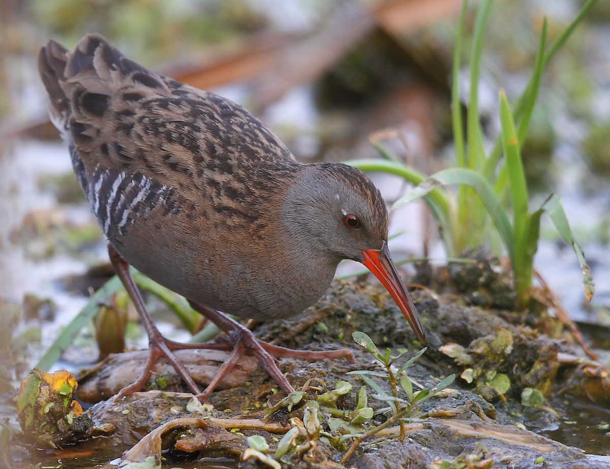 Water Rail - ML616061362