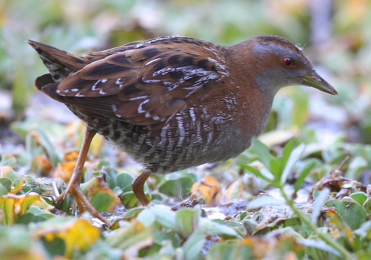 Baillon's Crake - ML616061365