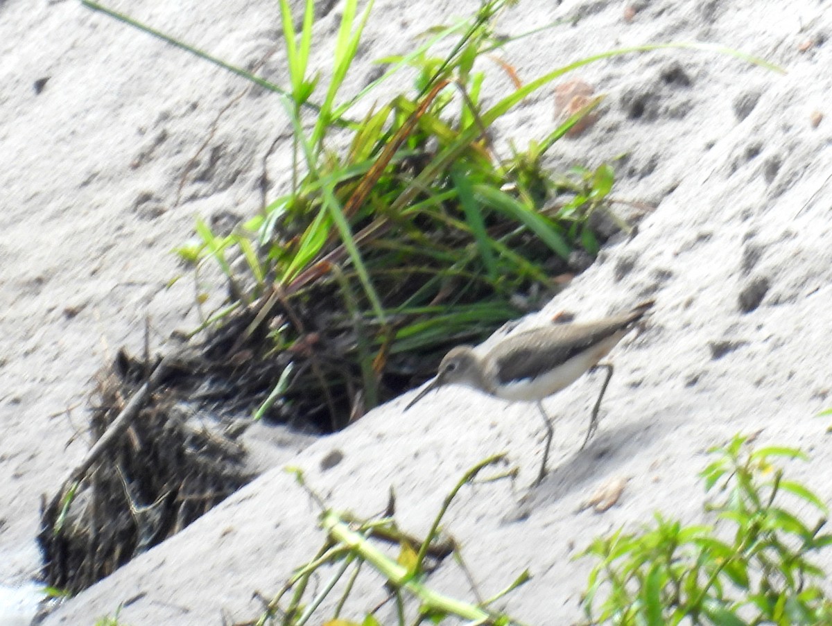 Solitary Sandpiper - bob butler