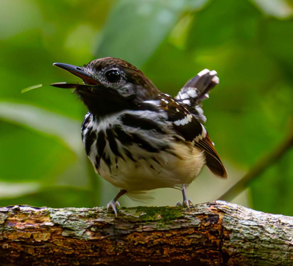 Dot-backed Antbird - ML616061492