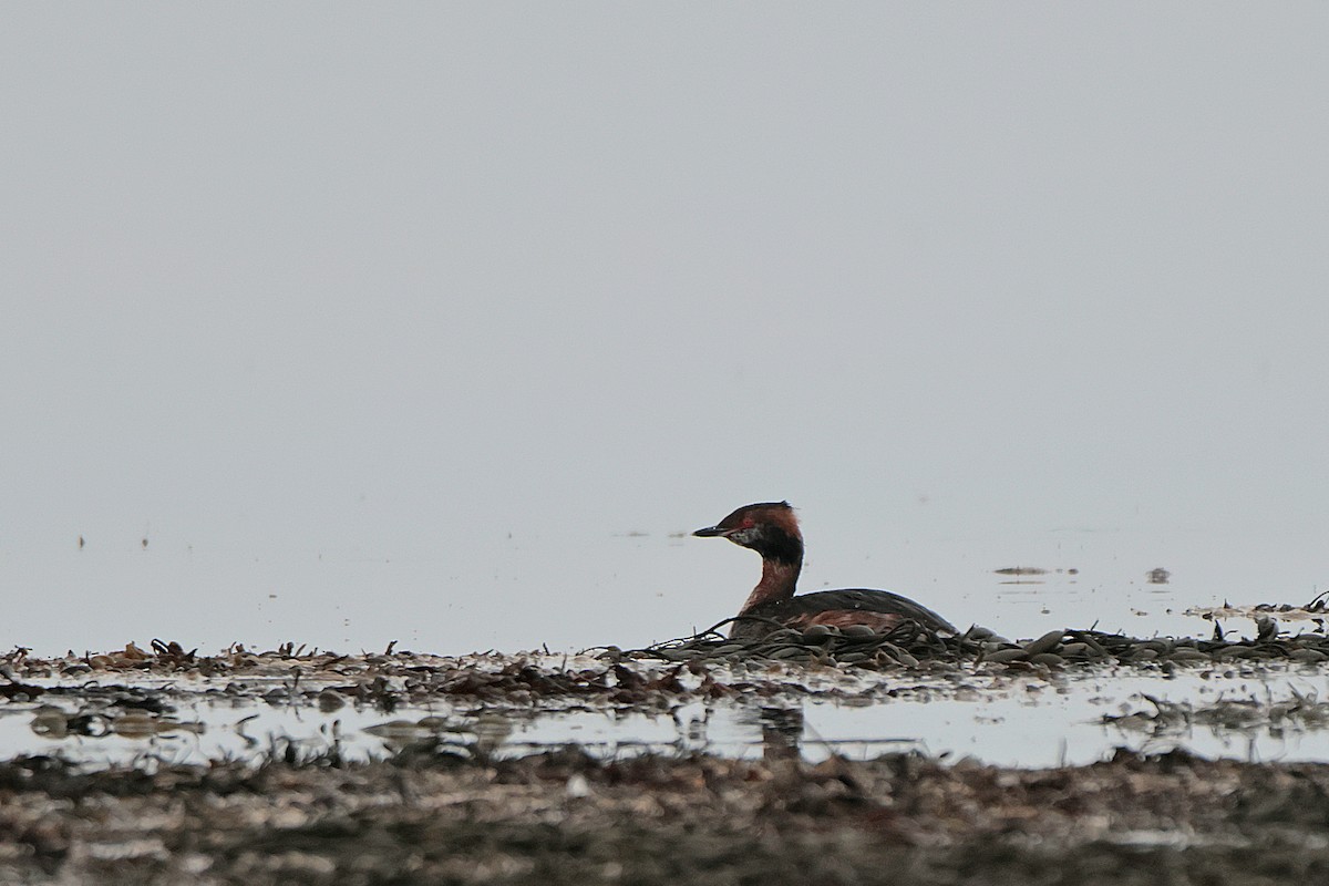 Horned Grebe - ML616061537