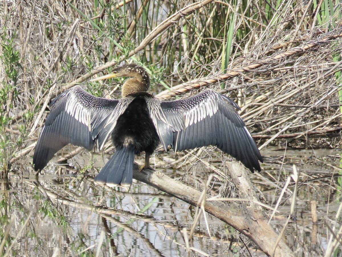 Anhinga d'Amérique - ML616061546