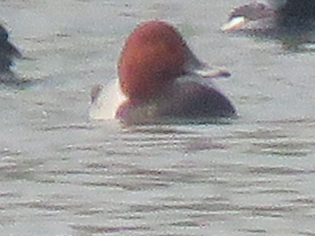 Common Pochard - ML616061564