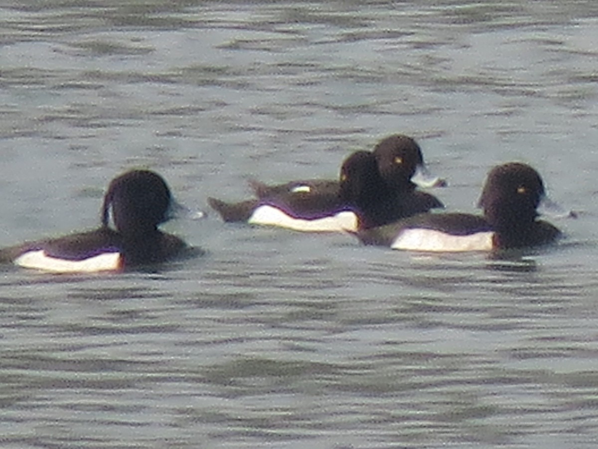 Tufted Duck - ML616061574