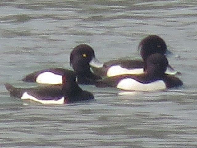 Tufted Duck - ML616061575
