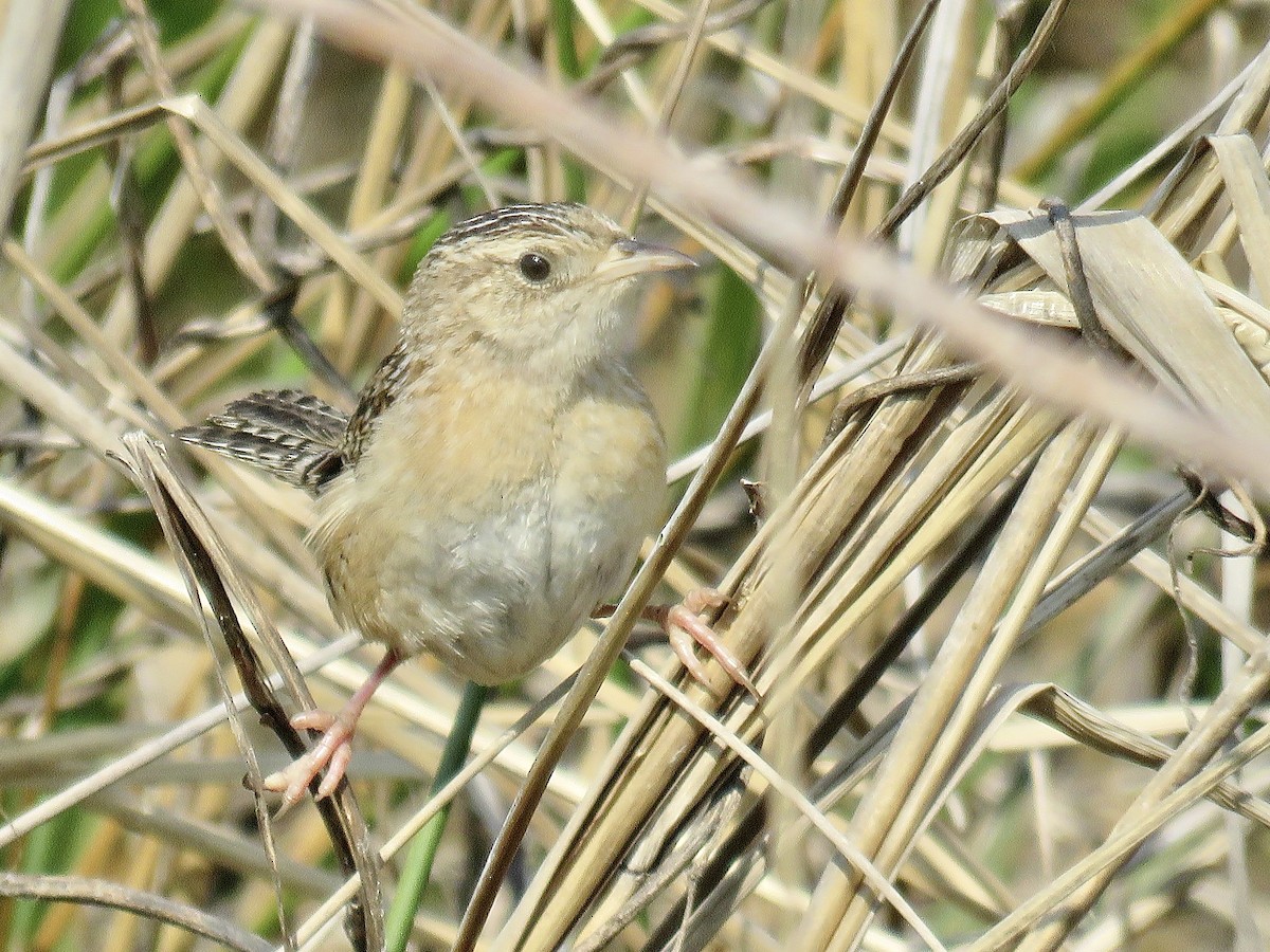 Sedge Wren - ML616061598