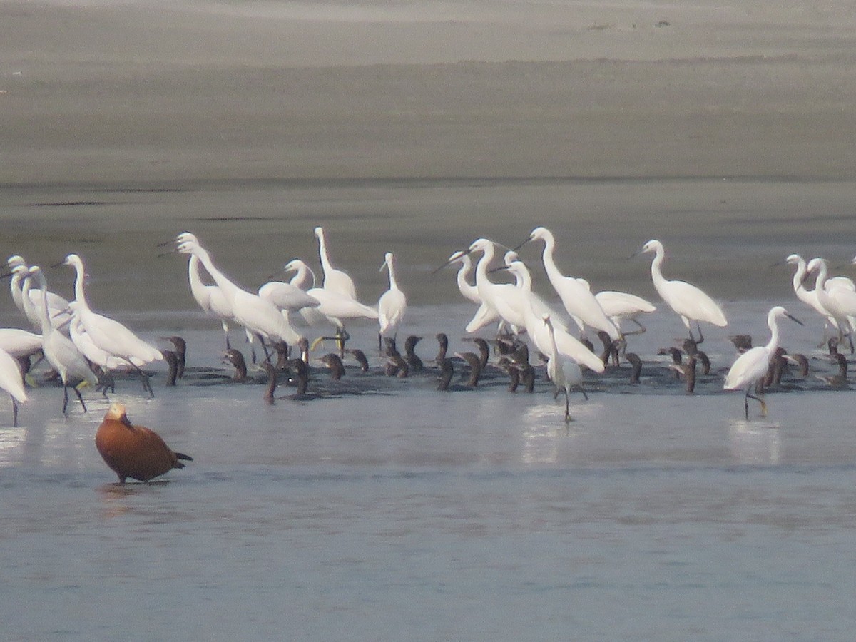 Little Egret - ML616061601