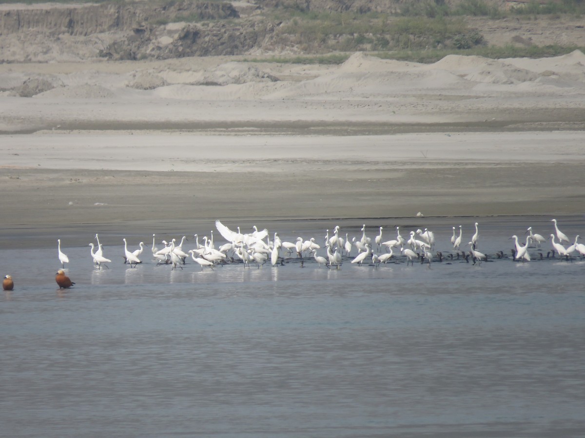 Little Egret - ML616061608