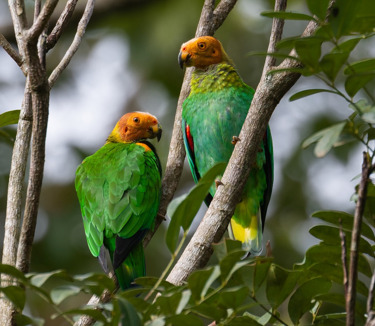 Bald Parrot - Mats Hildeman