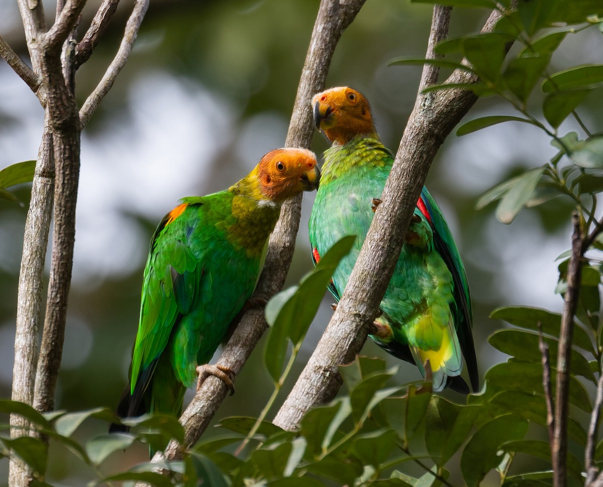 Bald Parrot - Mats Hildeman