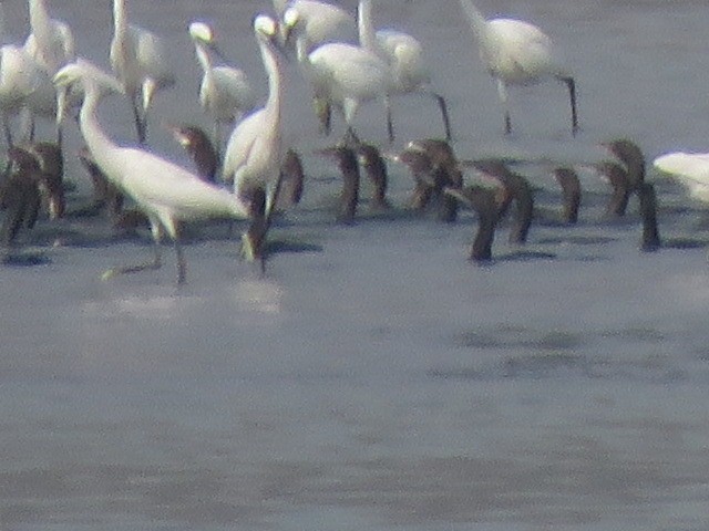 Little Egret - ML616061640