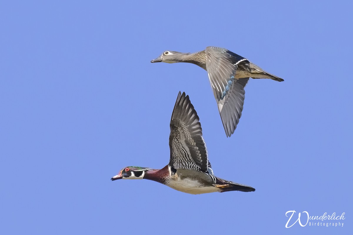 Wood Duck - Bruce Wunderlich